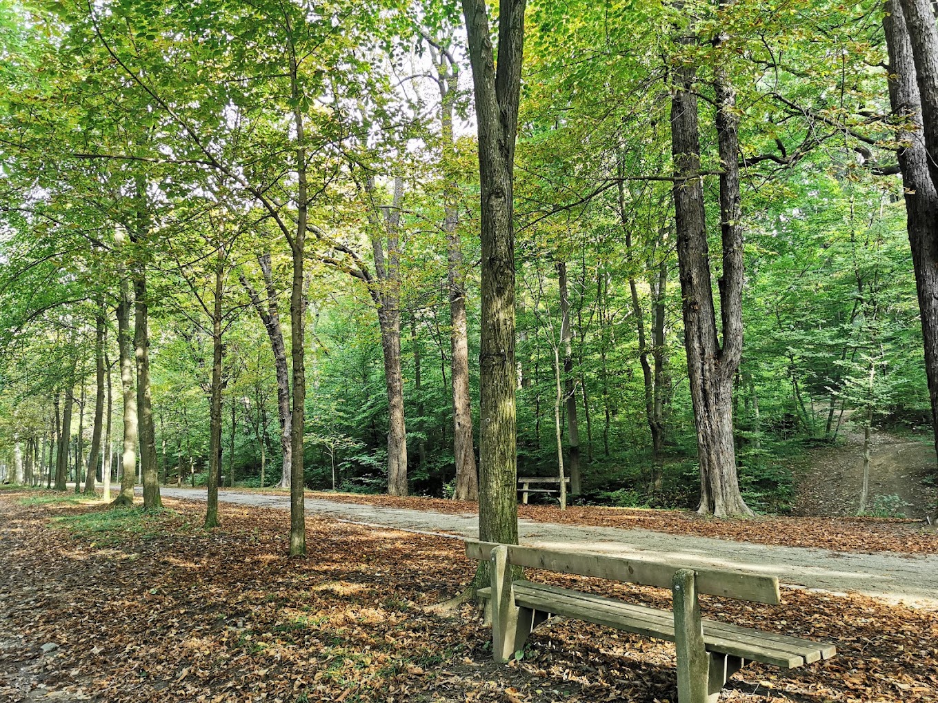 Valokuva Schwarzenbergalleesta, puiden reunustama metsätie